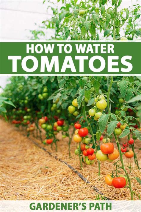 using moisture meter to water tomatoes|how to water tomato plants.